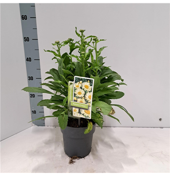 Leucanthemum x superbum 'Banana Cream' F00009836
