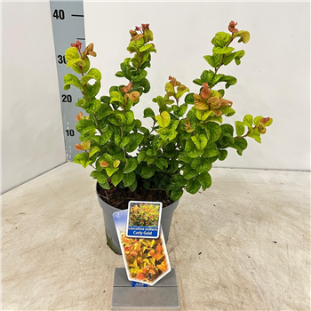 Leucothoe axillaris 'Curly Gold' F00009830