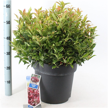 Leucothoe axillaris 'Zeblid' F00009831