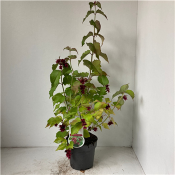 Leycesteria formosa F00009833