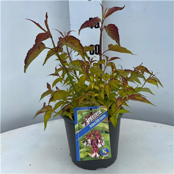 Leycesteria formosa 'Little Lanternas' F00009832