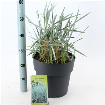Leymus arenarius 'Blue Dune' F00009829
