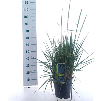 Leymus arenarius 'Blue Dune' F00009828