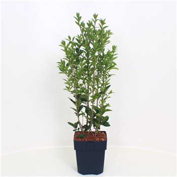 Ligustrum ovalifolium F00010561
