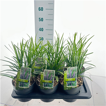 Liriope muscari F00009838