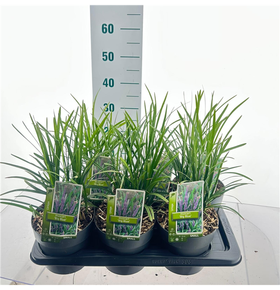 Liriope muscari F00009838