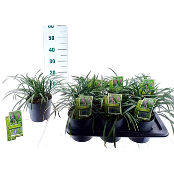 Liriope muscari 'Ingwersen' F00009839