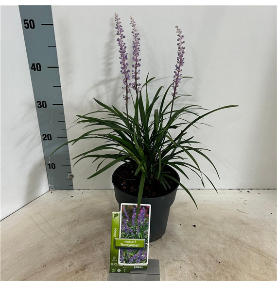 Liriope muscari 'Moneymaker' F00009840