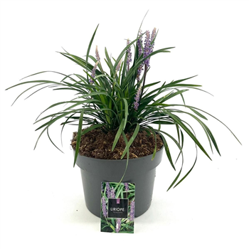 Liriope muscari 'Moneymaker' F00010601