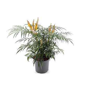 Mahonia eurybracteata 'Volcano' F00008986
