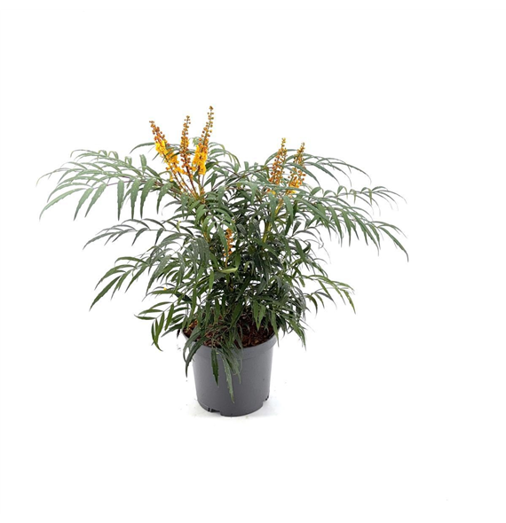 Mahonia eurybracteata 'Volcano' F00008986