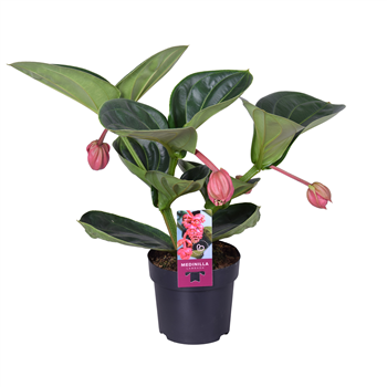 Medinilla magnifica 'Lambada' F00004436