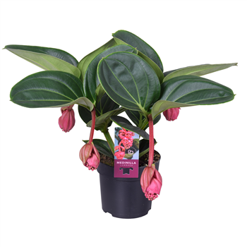 Medinilla magnifica 'Lambada' F00004437