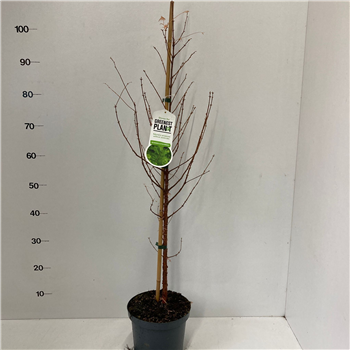 Metasequoia glyptostroboides F00010125