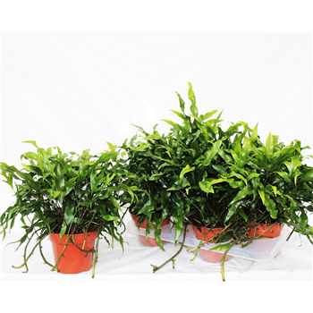 Microsorum diversifolium F00003028
