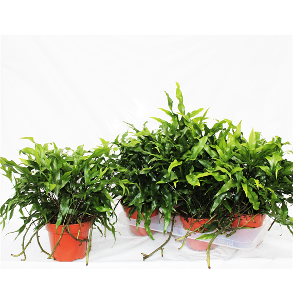 Microsorum diversifolium F00003028