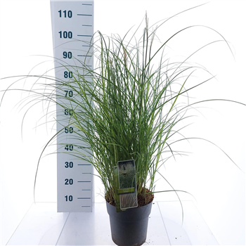 Miscanthus sinensis 'Adagio' F00010127