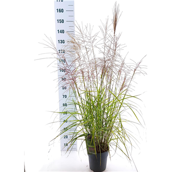 Miscanthus sinensis 'Ferner Osten' F00010129