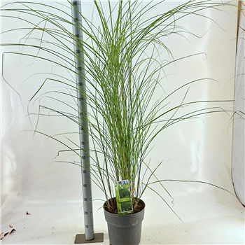 Miscanthus sinensis 'Gracillimus' F00010136