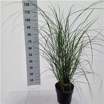 Miscanthus sinensis 'Gracillimus' F00010135