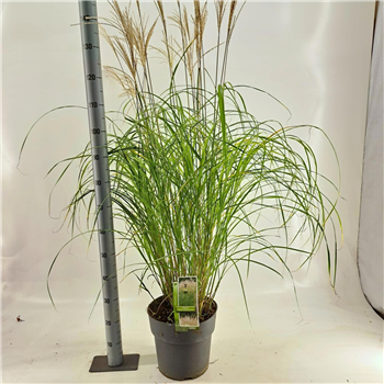 Miscanthus sinensis 'Kleine Silberspinne' F00010142