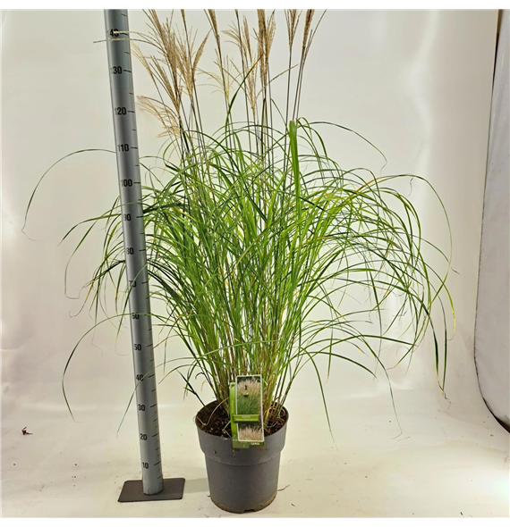 Miscanthus sinensis 'Kleine Silberspinne' F00010142