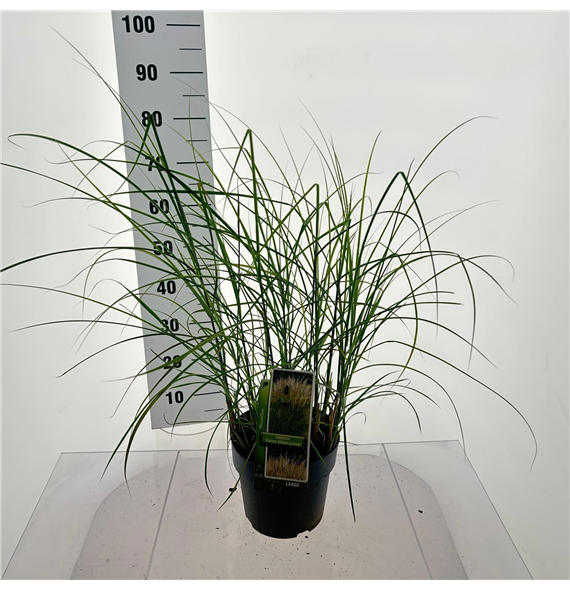 Miscanthus sinensis 'Kleine Silberspinne' F00010141