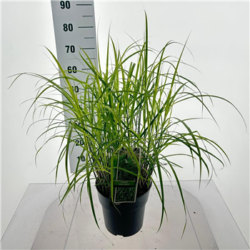 Miscanthus sinensis 'Little Zebra' F00010145