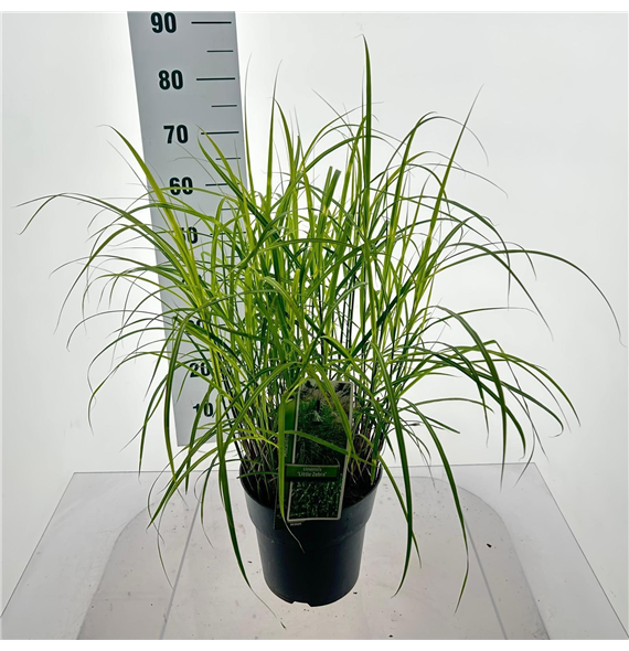 Miscanthus sinensis 'Little Zebra' F00010145
