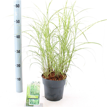 Miscanthus sinensis 'Little Zebra' F00010144