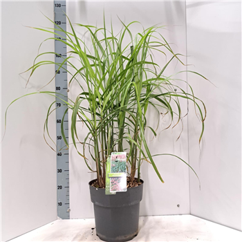 Miscanthus sinensis 'Malepartus' F00010147