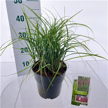 Miscanthus sinensis 'Red Chief' F00010153
