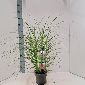 Miscanthus sinensis 'Red Chief' F00010154