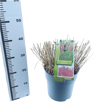 Miscanthus sinensis 'Red Chief' F00010155