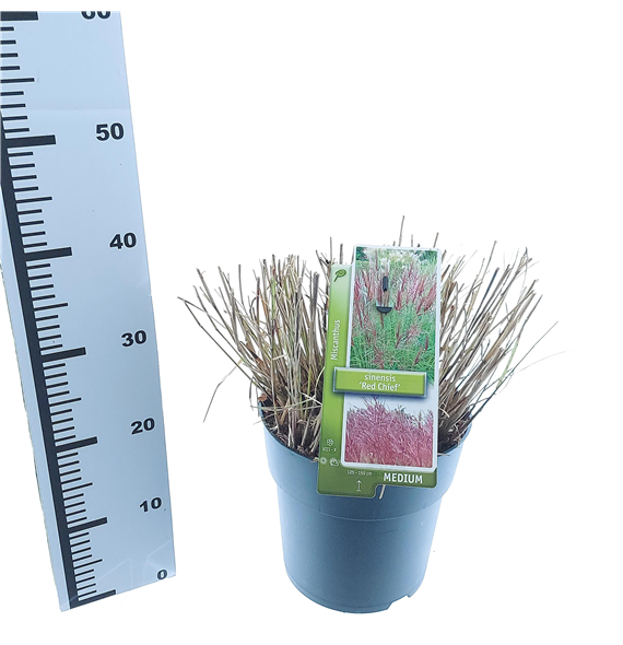 Miscanthus sinensis 'Red Chief' F00010155