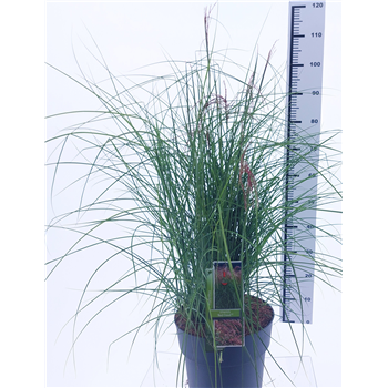 Miscanthus sinensis 'Red Cloud' F00010158