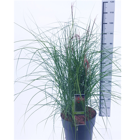 Miscanthus sinensis 'Red Cloud' F00010158