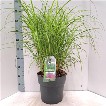 Miscanthus sinensis 'Red Chief' F00010156