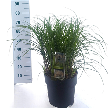 Miscanthus sinensis 'Serengeti' F00010202