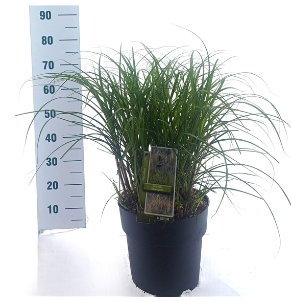 Miscanthus sinensis 'Serengeti' F00010202
