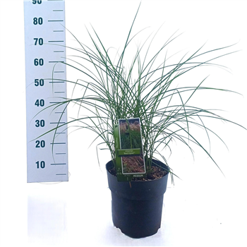 Miscanthus sinensis 'Red Cloud' F00010157