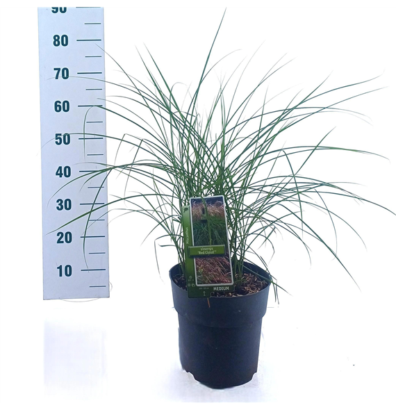 Miscanthus sinensis 'Red Cloud' F00010157
