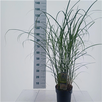 Miscanthus sinensis 'Serengeti' F00010201