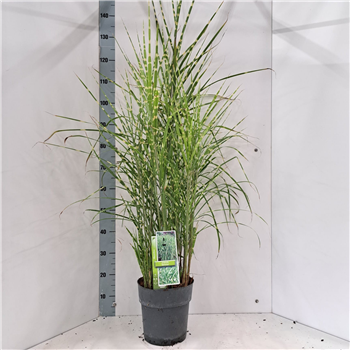 Miscanthus sinensis 'Strictus' F00010159