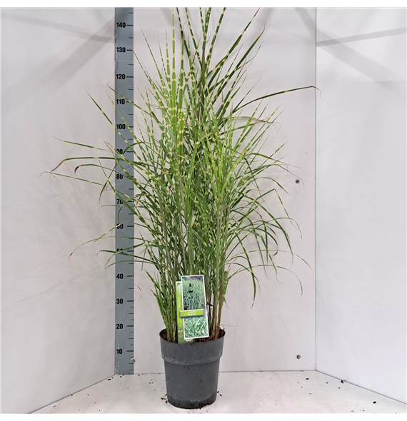 Miscanthus sinensis 'Strictus' F00010159