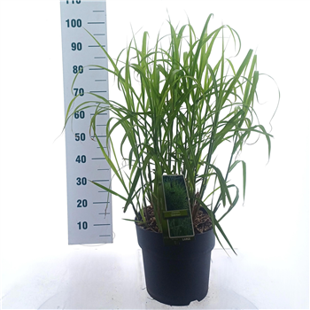 Miscanthus sinensis 'Zebrinus' F00010162