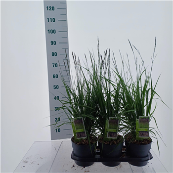 Molinia arundinacea 'Black Arrows' F00010163