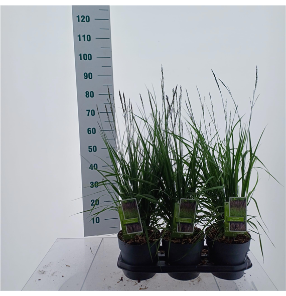 Molinia arundinacea 'Black Arrows' F00010163