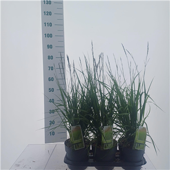 Molinia arundinacea 'Karl Foerster' F00010164