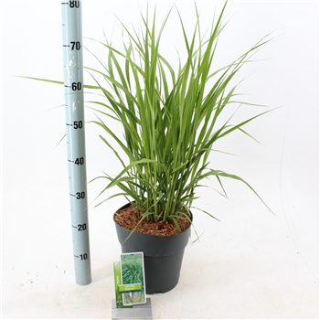 Molinia arundinacea 'Skyracer' F00010165